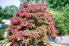 350px-Crepe_Myrtle.jpg 350px-Crepe_Myrtle.jpg