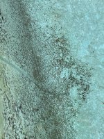 IMG_7452.jpeg
