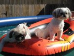 Summer Puppies \'09 022.jpg