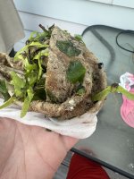 IMG_2490.jpeg IMG_2490.jpeg