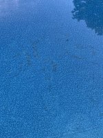 deadalgae.jpg