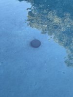 IMG_2723.jpeg