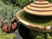 bee watering.jpg