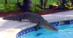 alligators-in-pool.jpg