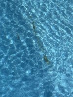 96C6192B-1942-4FD6-9F1F-02C1F0B25A77.jpeg