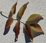 Leaf Group.jpg