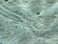 IMG_2222.jpeg