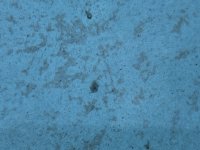 IMG_2253.jpeg
