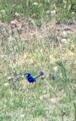 IMG_5721.jpeg