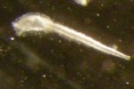 Phallusia nigra_larva.jpg