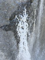 IMG_2217.jpeg
