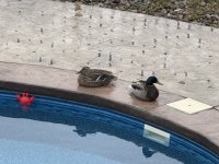 IMG_1448.jpeg