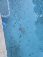 pool3.jpg pool3.jpg