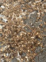 IMG_7346.jpeg IMG_7346.jpeg