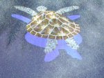 mosaic turtle.jpg