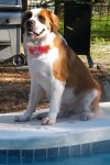 Elsie, the Florida Rescue Dog.jpg