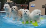 small pool dogs.jpg