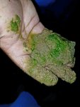 algae 2.jpg