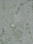 Pool algae.jpg