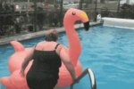 Flamingo-Dip.jpg