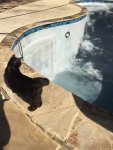 Magic Inspects the pool filling process.jpg