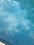 PoolDebris.jpg PoolDebris.jpg