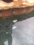 Drain Intake.jpg Drain Intake.jpg