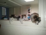 Foster Kitties.jpg