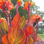 canna tropicana.jpg