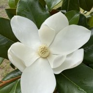 TXMagnolia