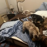 papadog