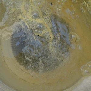 Baqua-Goo inside of skimmer