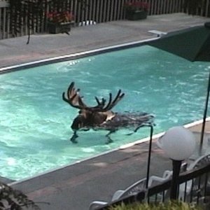 Moose in Pool.jpg