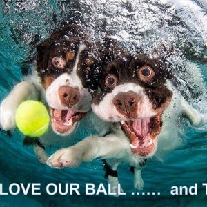 I love TFP - Underwater Dogs.jpg