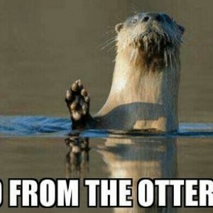 Hello Otter.JPG