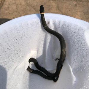 Eastern Ring Neck Snake
