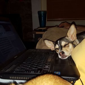 Lucy Laptop 1.jpg