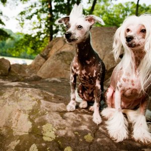 dogs.jpeg