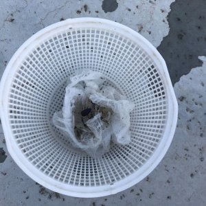 Skimmer 3.JPG