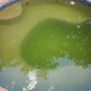 Green Spa.jpg