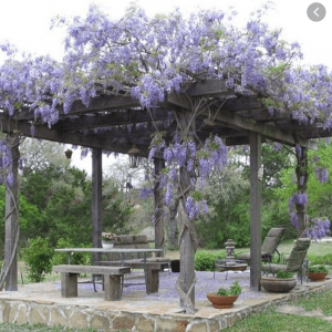 wisteria.PNG