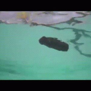 turd-pool1.gif