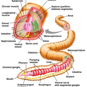 EarthwormAnatomy.jpg