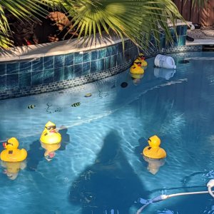 5 ducks.jpg