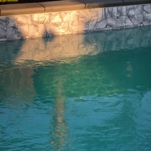 slightly green pool color.jpg