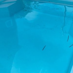 pool finish flaw 2.jpeg