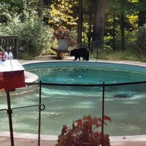 Bear in Pool.jpeg