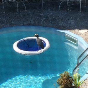Heron in pool.JPG