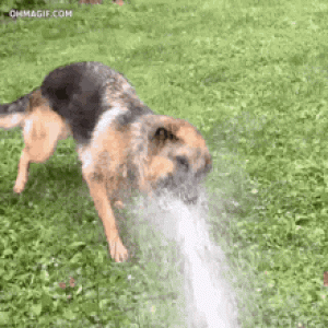 5A651007-507E-4530-8704-06FE083306E7.gif