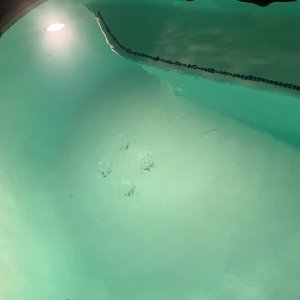 Pool_Drains.jpg